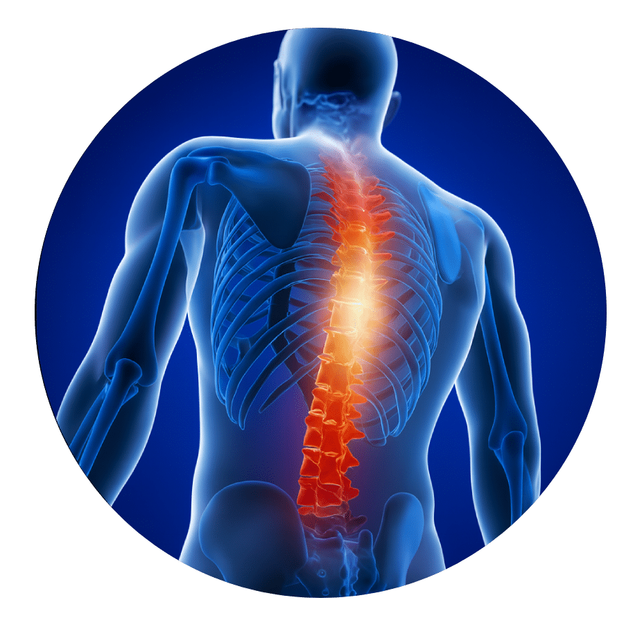 Illustration of the thoracic spine and rib cage, the source of mid-back pain treated in Scottsdale