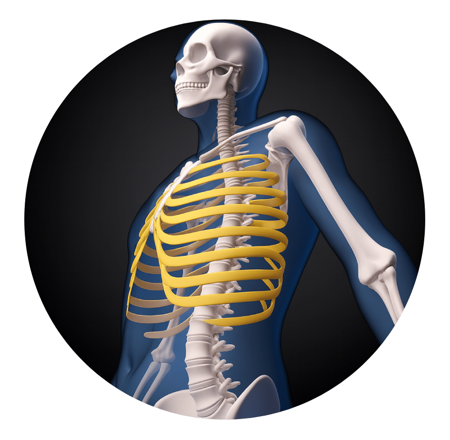 Illustration of the rib cage and upper back, showing how posture and breathing affect rib pain