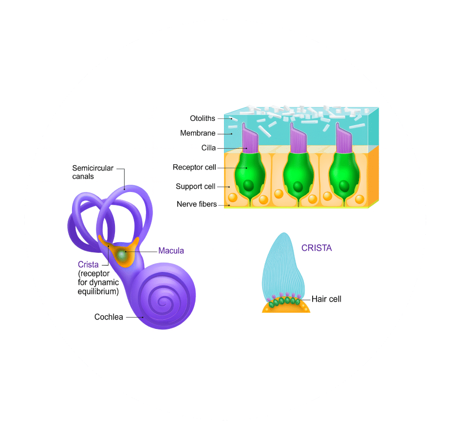 Diagram of the inner ear's semicircular canals and the otolith crystals that sit on its balance receptor cells
