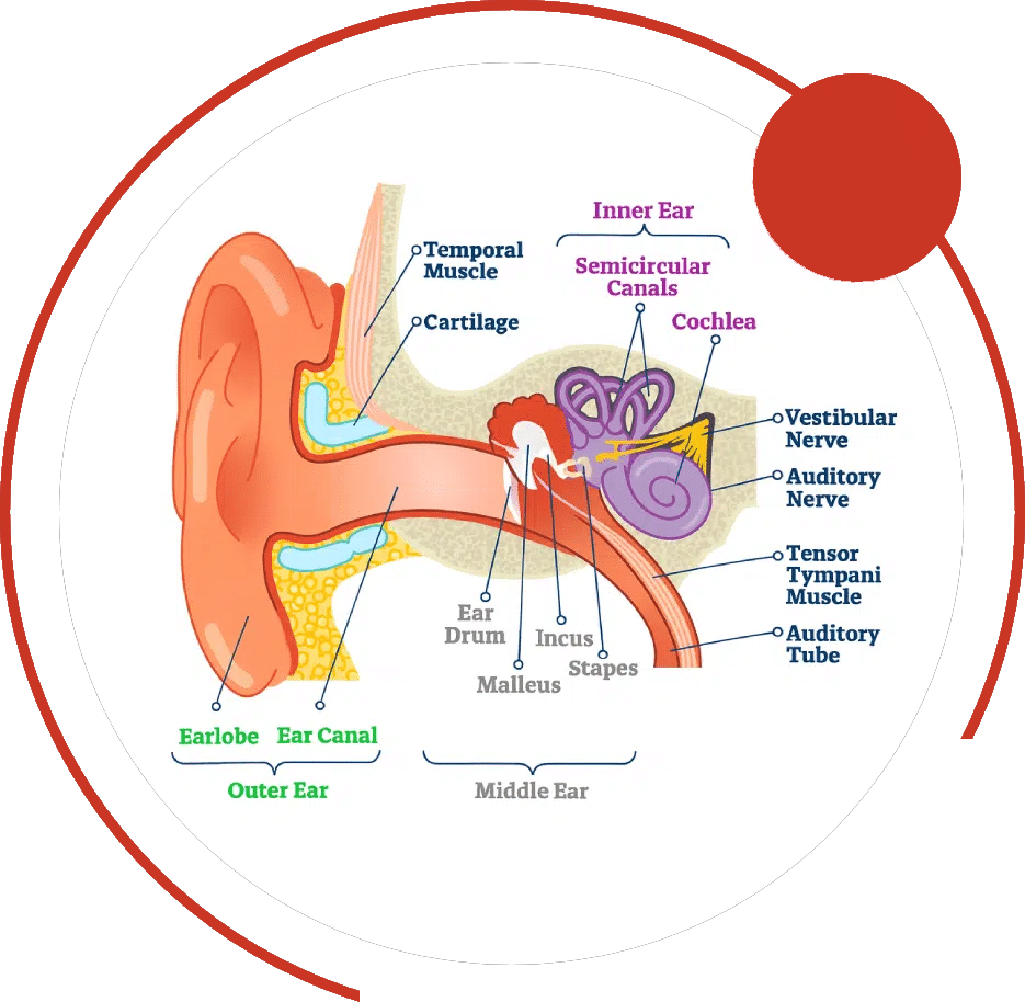Labeled diagram of the ear showing the inner ear's semicircular canals, cochlea, and vestibular nerve