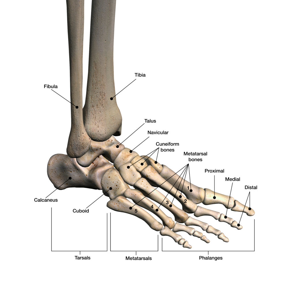 Ankle And Foot Boundless Physical Therapy And Sports Performance