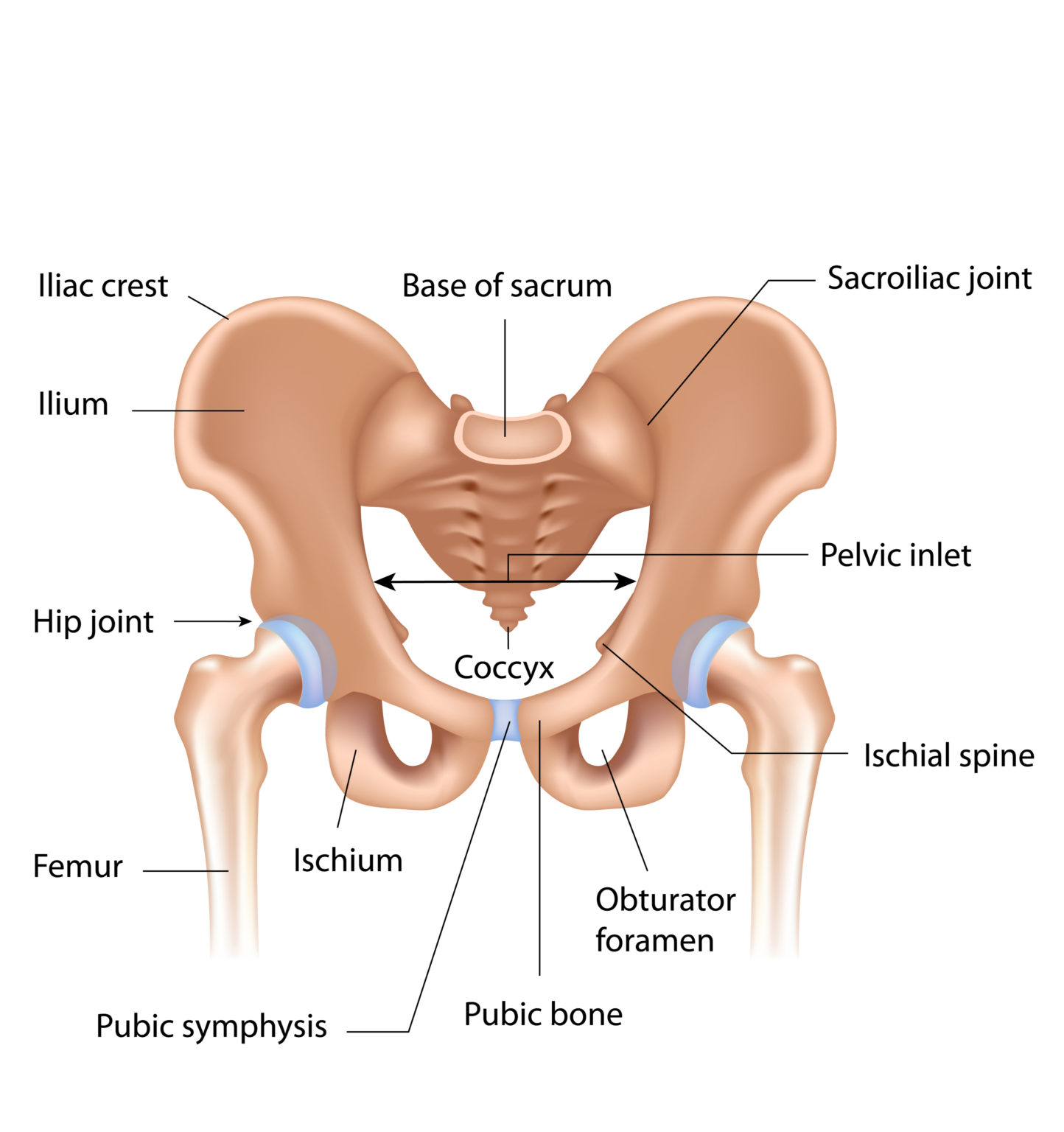 Pelvis Boundless Physical Therapy Sports Performance