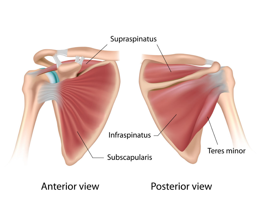 shoulder anatomy