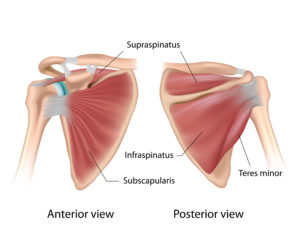 Shoulder - Boundless Physical Therapy & Sports Performance