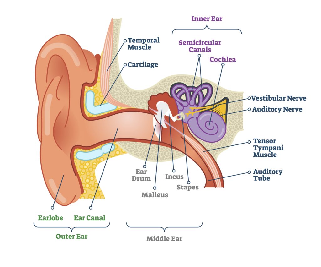 Inner ear anatomy